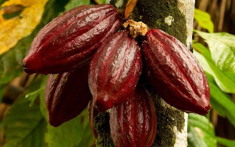 CacaoBeancacaoexport CacaoBeancacaoexport