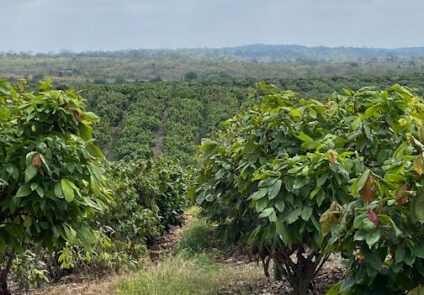 FincasBeancacaoexport